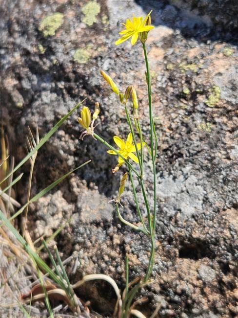 Tricoryne elatior (yellow rush-lily) (alternate view 11)