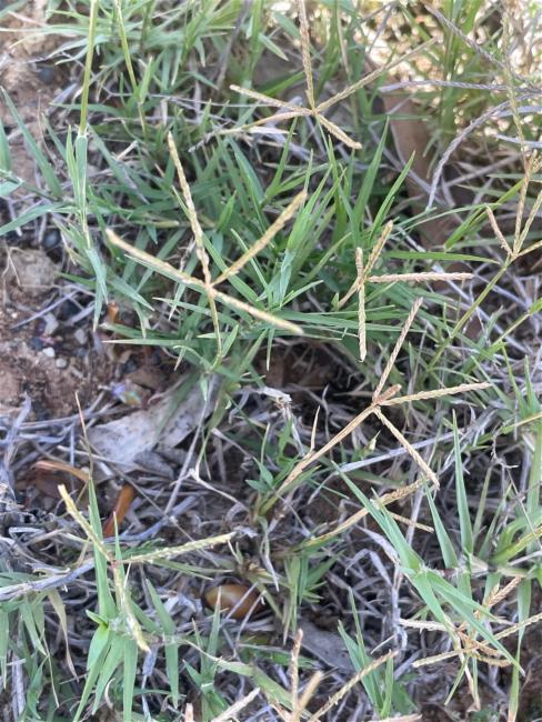 Cynodon dactylon (Bermuda Grass) (alternate view 3)