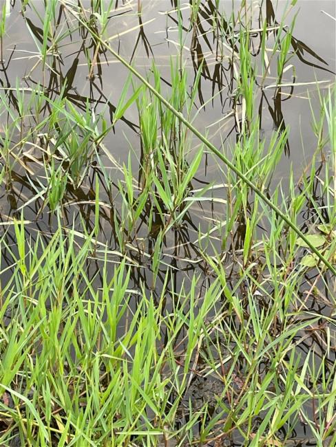 Paspalum (Paspalum) (alternate view 2)