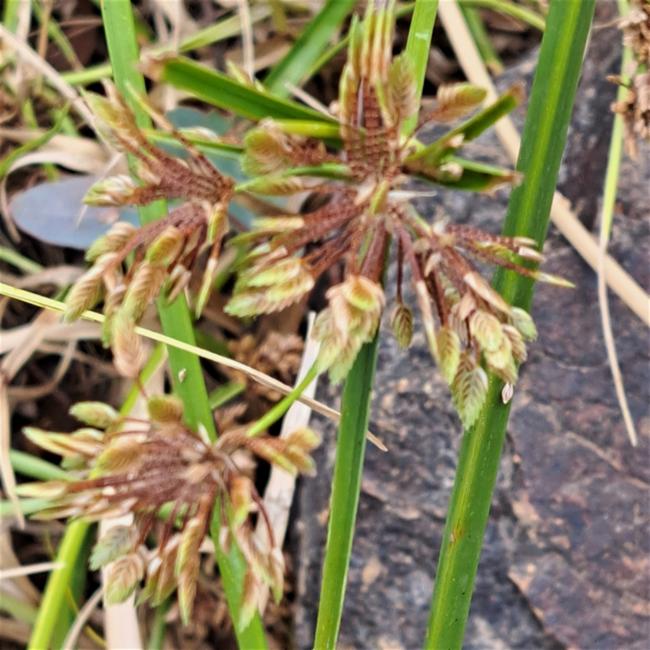Cyperus eragrostis (tall flatsedge) (alternate view 11)