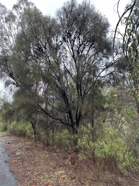 Allocasuarina verticillata (Drooping She-oak) (alternate view 11)