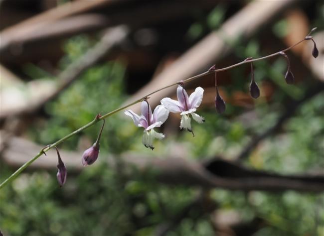 Arthropodium milleflorum (pale vanilla lily) (alternate view 10)