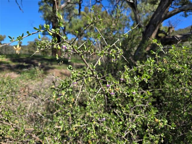 Lycium ferocissimum (African boxthorn) (alternate view 11)