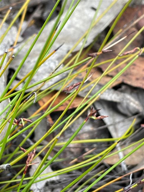 Lepidosperma (alternate view 3)