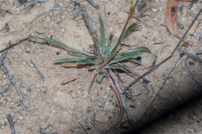 Stylidium graminifolium (Grass Triggerplant) (alternate view 10)