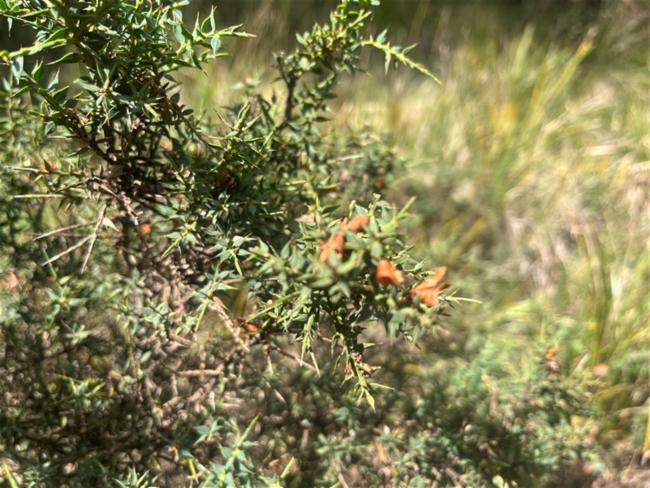 Daviesia ulicifolia (gorse bitter pea) (alternate view 12)