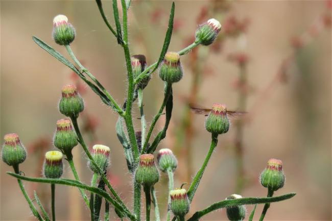 Erigeron bonariensis (Flax-leaved Horseweed) (alternate view 9)