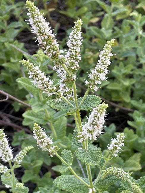 Mentha spicata (Spearmint) (alternate view 10)