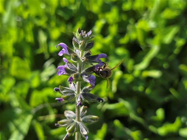 Salvia verbenaca (wild clary) (alternate view 12)