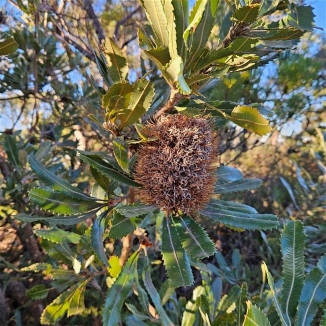 Banksia serrata (Old man banksia) (alternate view 11)