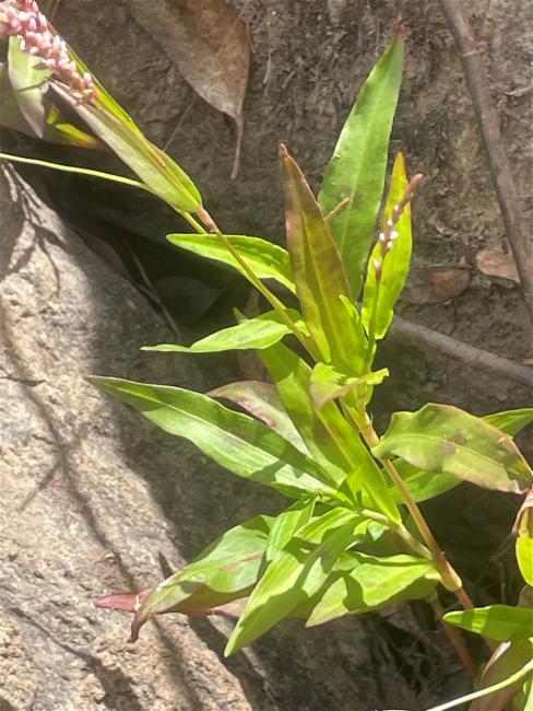 Persicaria decipiens (slender knotweed) (alternate view 13)