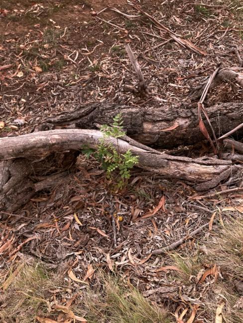 Fraxinus angustifolia (Narrow-leaved Ash) (alternate view 11)