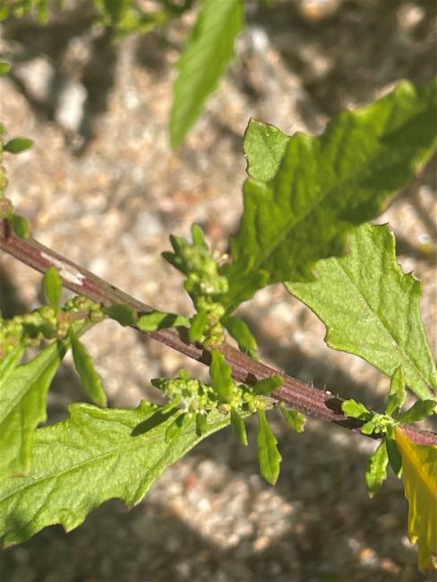 Dysphania ambrosioides (Mexican tea) (alternate view 11)