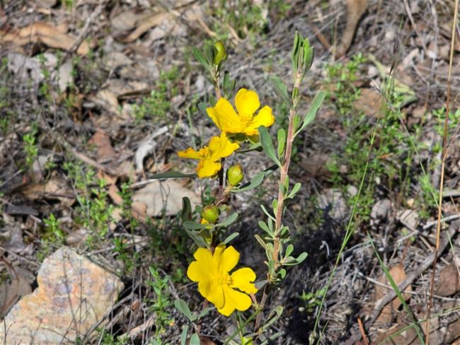 Hibbertia obtusifolia (grey guinea flower) (alternate view 14)