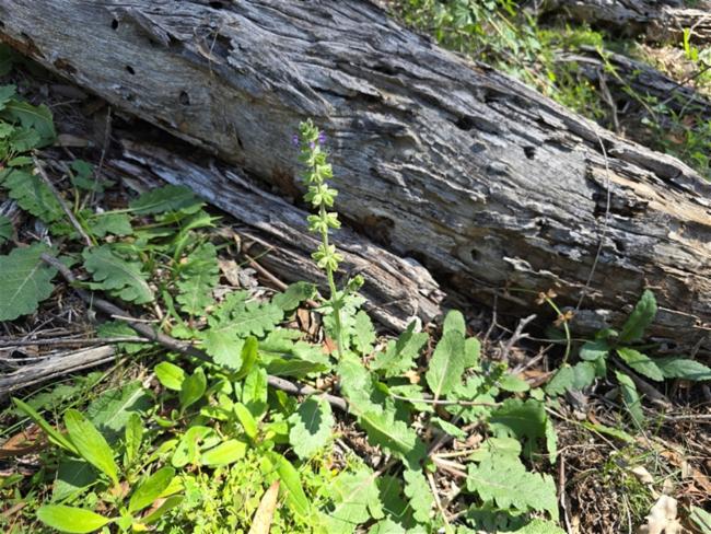 Salvia verbenaca (wild clary) (alternate view 13)