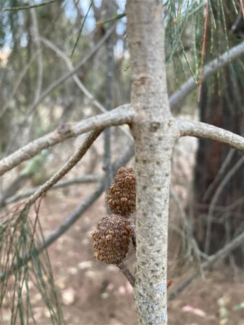 Allocasuarina littoralis (Black sheoak) (alternate view 12)
