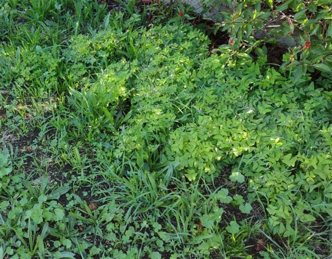 Oxalis purpurea (Purple woodsorrel) (alternate view 11)