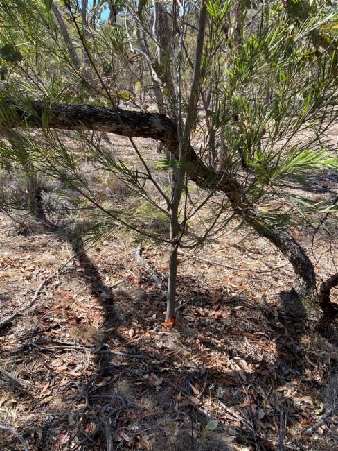 Acacia floribunda (Weeping Acacia) (alternate view 9)