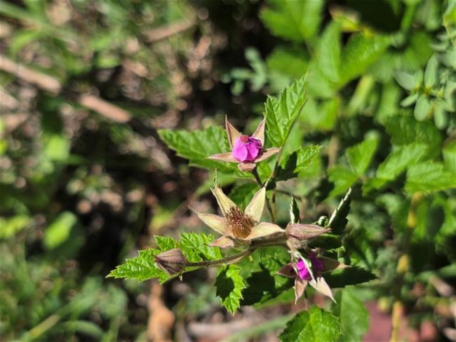 Rubus parvifolius (small-leaf bramble) (alternate view 11)