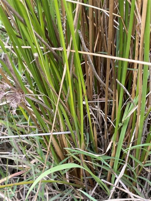 Juncus usitatus (australian rush) (alternate view 13)