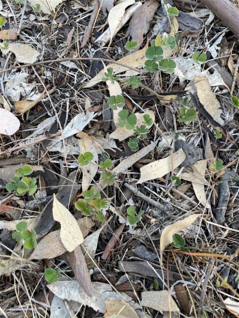 Marsilea drummondii (Common Nardoo) (alternate view 11)