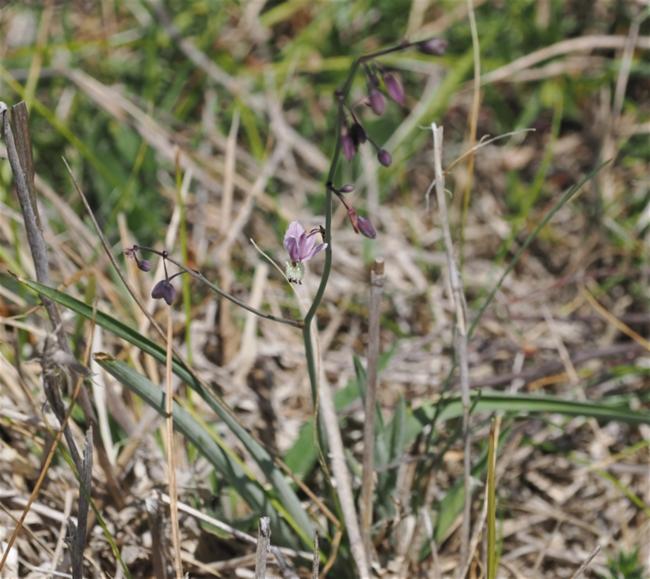Arthropodium milleflorum (pale vanilla lily) (alternate view 12)