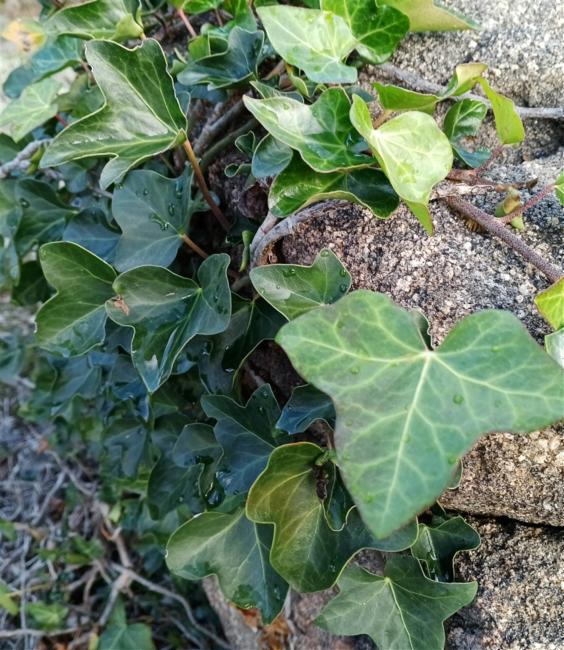 Hedera hibernica (Atlantic or Irish ivy) (alternate view 11)