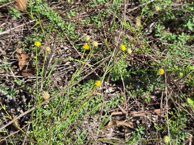 Calotis lappulacea (Bur Daisy) (alternate view 11)