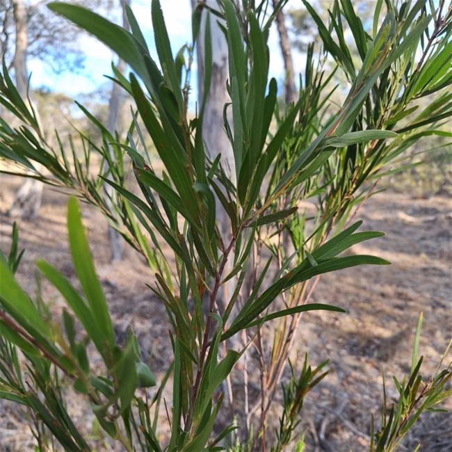 Acacia floribunda (Weeping Acacia) (alternate view 11)