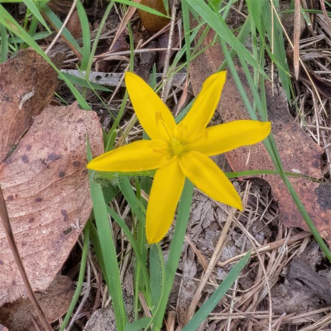 Hypoxis hygrometrica (Golden Weather-grass) (alternate view 13)