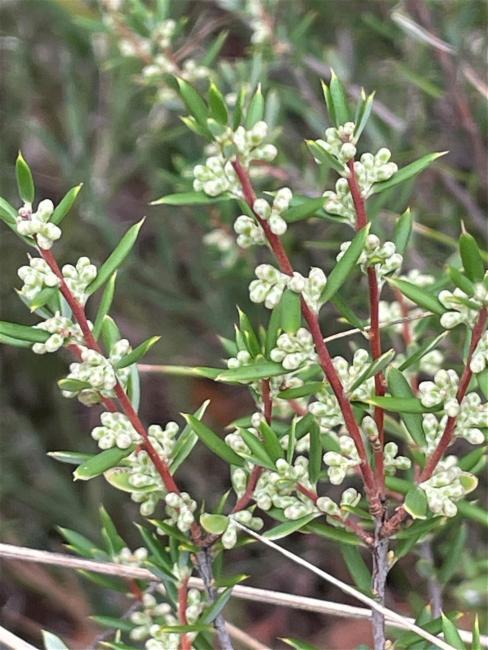 Monotoca scoparia (Prickly Broom-heath) (alternate view 12)