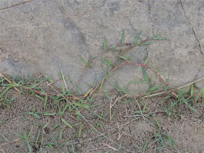 Paspalum (Paspalum)