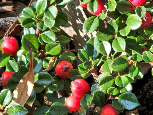 Cotoneaster (Cotoneasters) (alternate view 2)