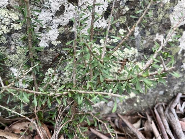 Melicytus dentatus (tree violet) (alternate view 11)