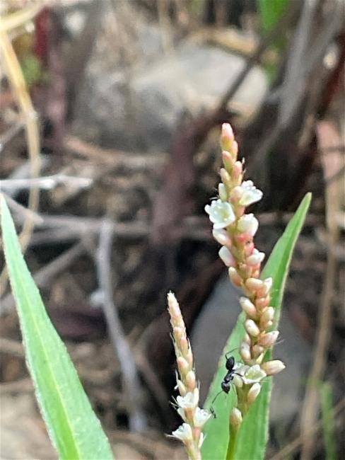Persicaria decipiens (slender knotweed) (alternate view 11)
