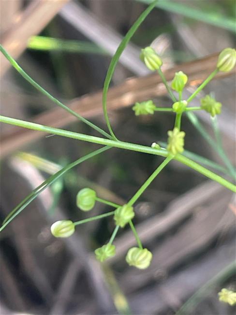 Cyclospermum leptophyllum (Marsh parsley) (alternate view 11)