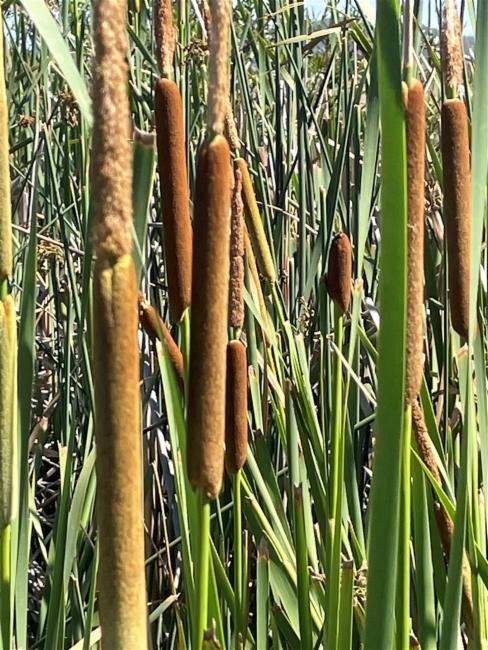 Typha domingensis (southern cattail) (alternate view 6)