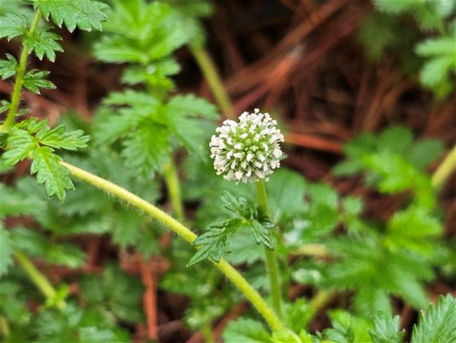 Acaena novae-zelandiae (Biddy-biddy) (alternate view 12)