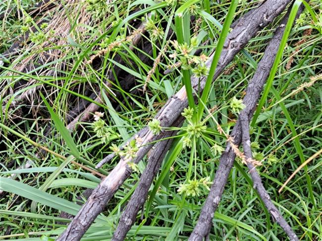Cyperus eragrostis (tall flatsedge) (alternate view 12)