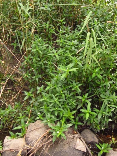 Alternanthera