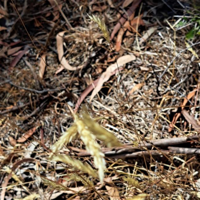 Anthoxanthum odoratum (sweet vernal grass) (alternate view 11)