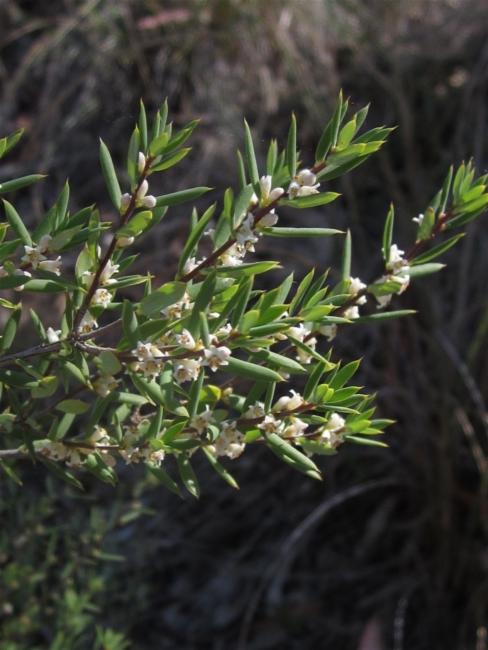 Monotoca scoparia (Prickly Broom-heath) (alternate view 11)