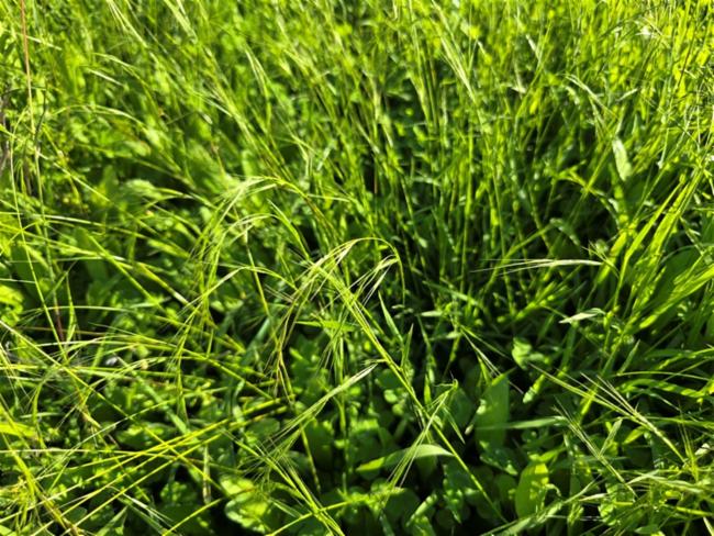 Microlaena stipoides (Weeping-grass) (alternate view 12)