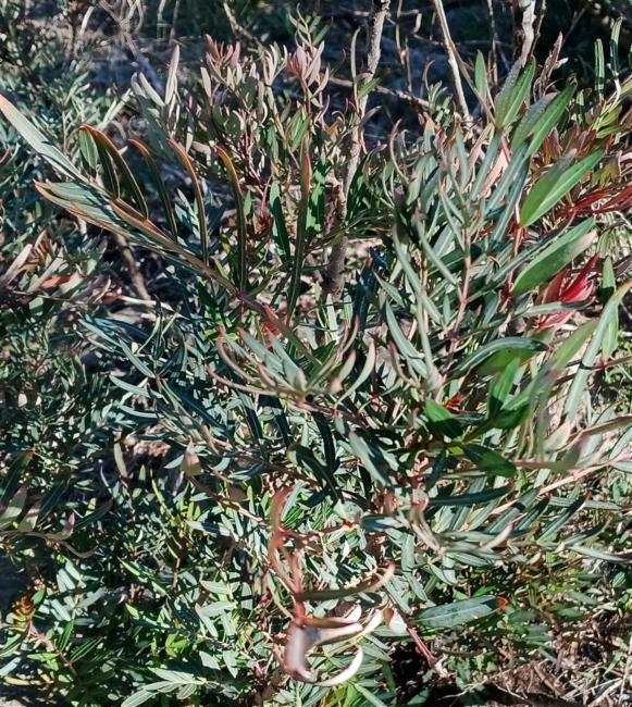 Polyscias sambucifolia (Elderberry Panax) (alternate view 11)