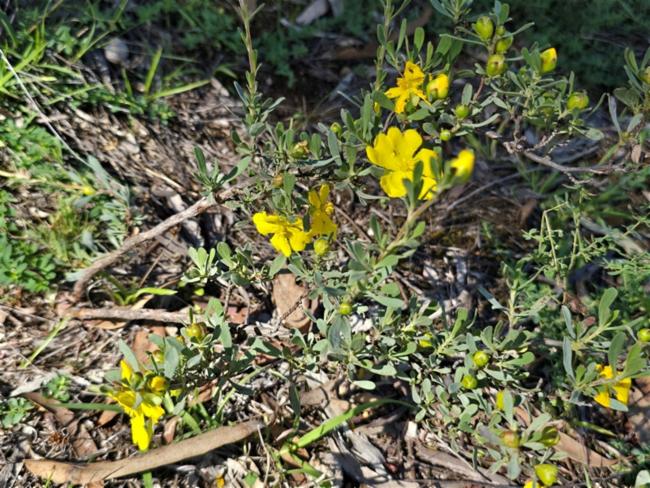 Hibbertia obtusifolia (grey guinea flower) (alternate view 13)