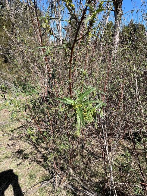 Gynatrix pulchella (Hemp Bush) (alternate view 10)