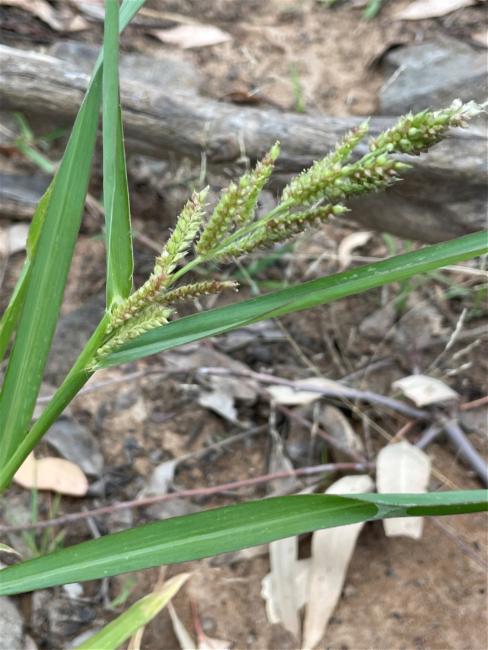 Echinochloa (Barnyard Grasses) (alternate view 2)