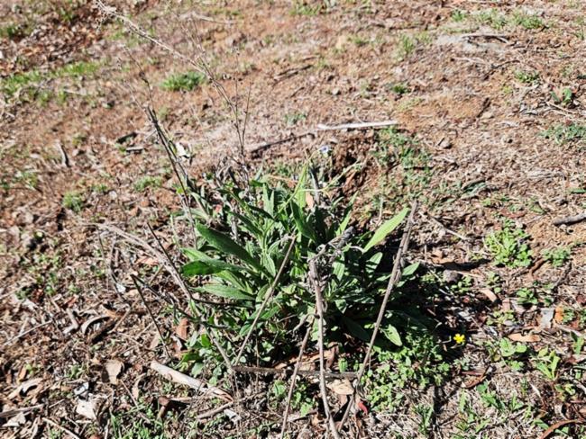 Cynoglossum australe (Australian Hound's-tongue) (alternate view 9)