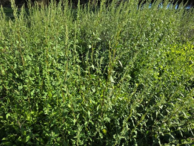 Chenopodium album (lambsquarters) (alternate view 11)
