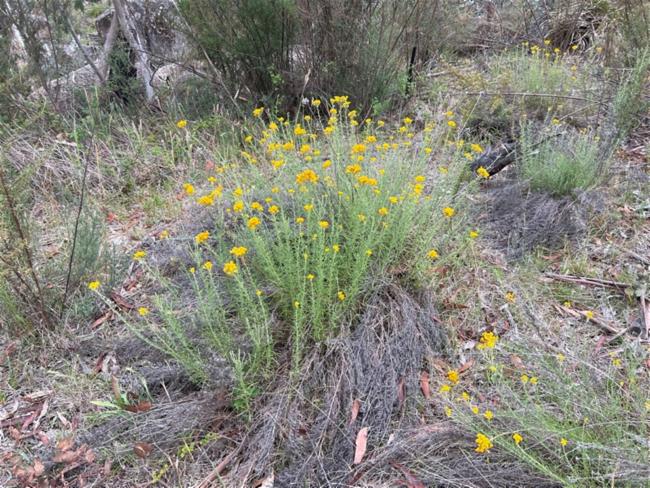 Chrysocephalum semipapposum (clustered everlasting) (alternate view 13)
